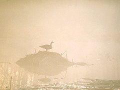 Canada Goose in the Misty Morning Marsh